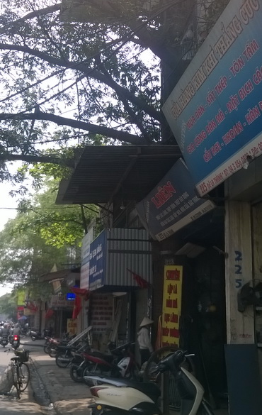 Cây xanh Hà Nội bị lạm dụng đủ kiểu ảnh 7